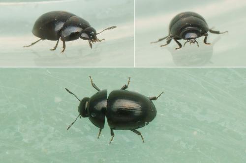 Phalacrus sp.